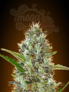 ADVANCED SEEDS - Auto Somango