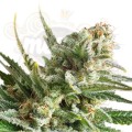 ROYAL QUEEN SEEDS - Amnesia Haze®