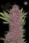 BULK SEED BANK - Auto Purple Glam Kush