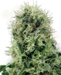 WHITE LABEL - Pure Power Plant