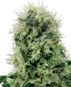 WHITE LABEL - Pure Power Plant