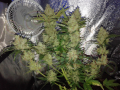 FASTBUDS - Green Crack Auto