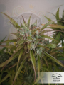 DUTCH PASSION - Auto Brooklyn Sunrise®