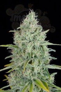 DINAFEM - Critical Jack 5szt