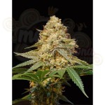 DNA GENETICS - LA Silver