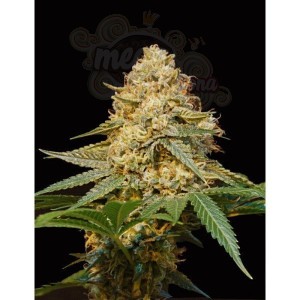 DNA GENETICS - LA Silver