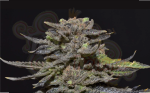 CBD Seeds - Magma