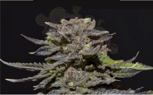 CBD Seeds - Magma