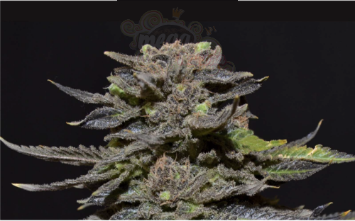 CBD Seeds - Magma