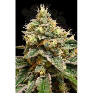 DNA GENETICS - OG LA Affie
