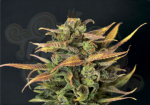 CBD Seeds - Auto Critical