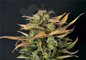 CBD Seeds - Auto Critical