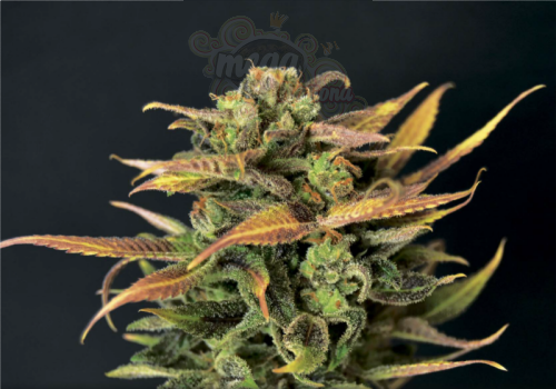 CBD Seeds - Auto Critical