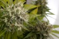 DINAFEM - Power Kush