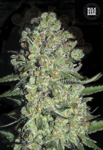 BULK SEED BANK - Auto Chronical