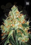 BULK SEED BANK - Original Orange Bud