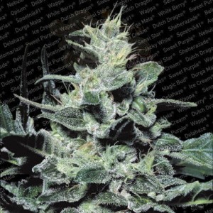 PARADISE SEEDS - Nebula