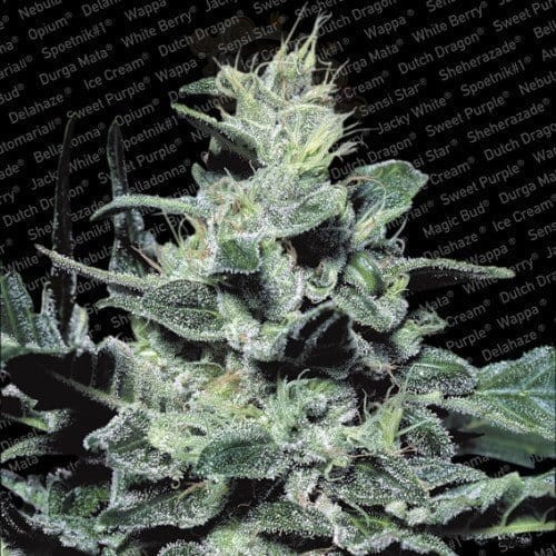 PARADISE SEEDS - Nebula