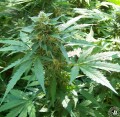 Critical 2.0 + Auto