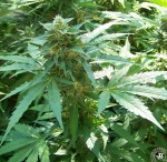 Critical 2.0 + Auto