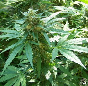 Critical 2.0 + Auto