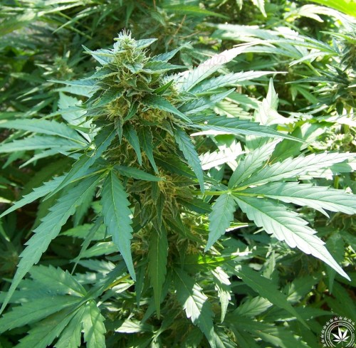 Critical 2.0 + Auto