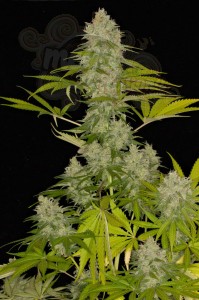DINAFEM - Power Kush