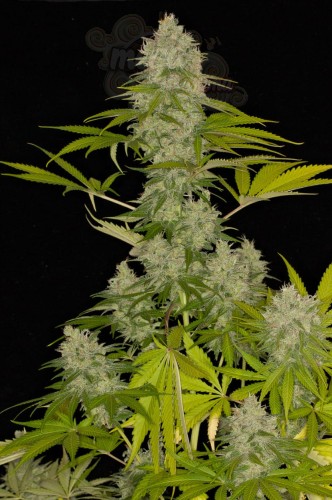 DINAFEM - Power Kush