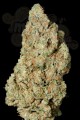 DINAFEM - Critical Cheese