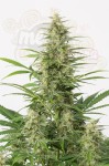 DINAFEM - Sour Diesel Autoflowering