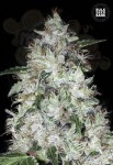 BULK SEED BANK - Auto OG Kush