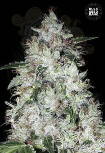 BULK SEED BANK - Auto OG Kush
