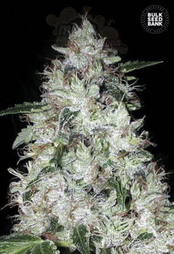 BULK SEED BANK - Auto OG Kush