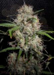 Durban Poison Auto