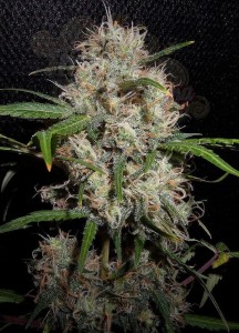 Durban Poison Auto