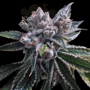 DNA GENETICS - El Fuego Auto
