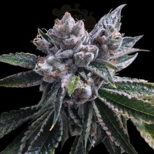 DNA GENETICS - El Fuego Auto