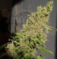 SERIOUS SEEDS - CBD Chronic