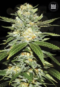 BULK SEED BANK - Auto Perfect Power Plant