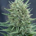 CBD Crew - Med Gom Auto