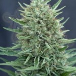 CBD Crew - Med Gom Auto