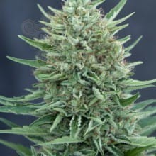 CBD Crew - Med Gom Auto