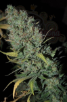 DINAFEM - Strawberry Amnesia