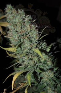 DINAFEM - Strawberry Amnesia