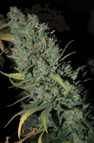 DINAFEM - Strawberry Amnesia
