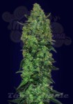 ADVANCED SEEDS - Auto Skunk Mass
