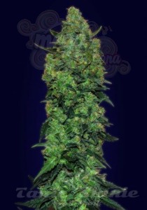ADVANCED SEEDS - Auto Skunk Mass
