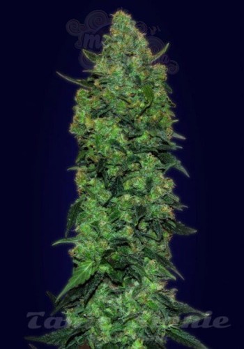 ADVANCED SEEDS - Auto Skunk Mass
