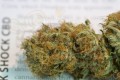 DINAFEM - Shark Shock CBD