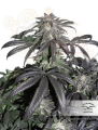  DUTCH PASSION - Bubba Island Kush®